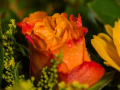 03asDSC02330