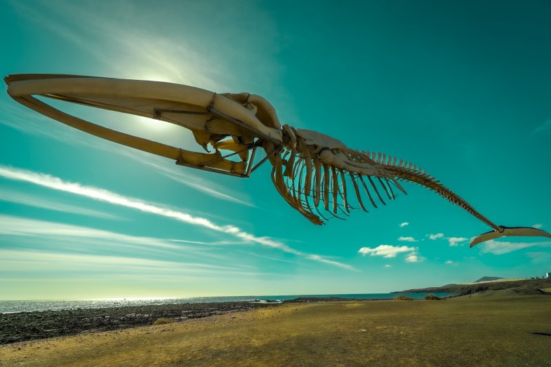 DSC1297-3-Whale-Louise-