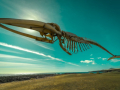 DSC1297-3-Whale-Louise-