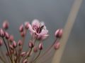 purple-bee-
