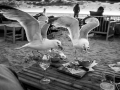 webformaat