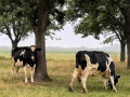 04_LouiseWolffensperger_De Stier-Paulus Potter