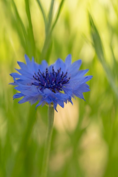 09korenbloem-9