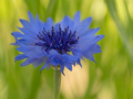 09korenbloem-9